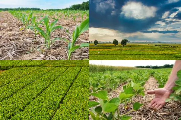 Solo fértil e biodiversidade na agricultura regenerativa
