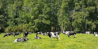 Bem-estar animal e social